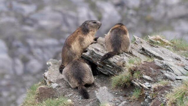 drei murmeltiere spielen miteinander und halten wache, hintergrund berge von österreich, mehrere szenen, 50 fps, marmota marmota