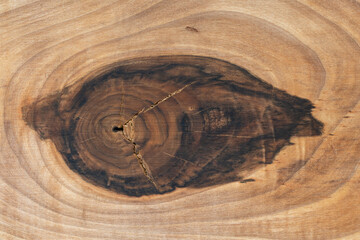 Top view of walnut tree cross-section with a big knot. Wood grain texture. Natural background