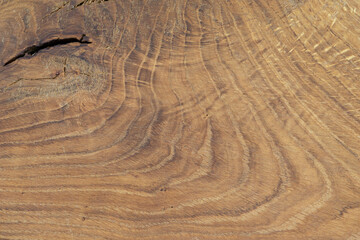 A pattern of oak wood. Wood grain texture. Cross section of a tree. Natural background