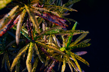 Colorful leaves of Bush on Fire Croton. Green, red, purple and yellow leaves © amovitania