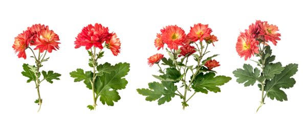 red autumn chrysanthemum flowers isolated on white background