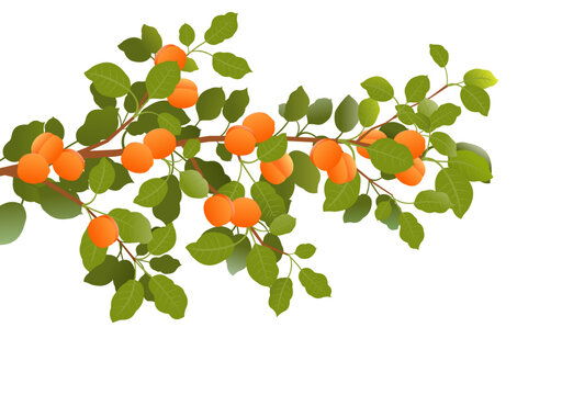 Tree branch apricot with ripe fruits. Garden plant with edible harvest. Isolated on white background. Branch with foliage and leaves. Vector