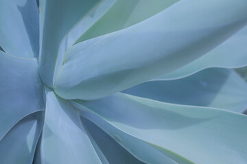 Blue abstract botanical background of fox tail agave. Closeup of blue leaves