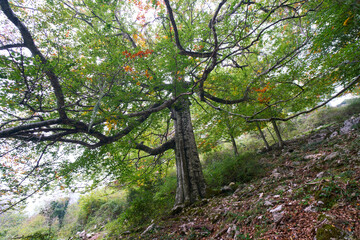 Woodland scene at Monte Semprevisa, Monti Lepini Natural Regional Park, Italy
