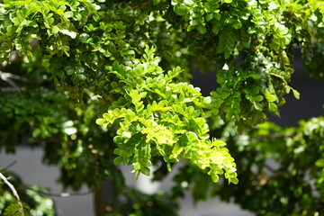 Obraz premium Paubrasilia echinata is a species of flowering plant in the legume family, Fabaceae, that is endemic to the Atlantic Forest. Fortaleza, Brazil.