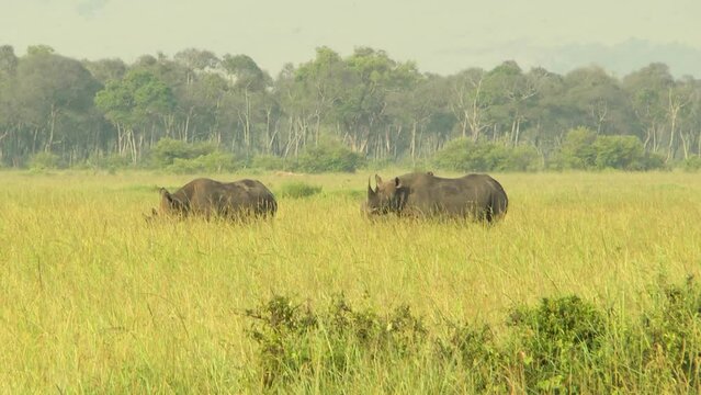 A rhino family is grazing in the savana almost hidden by tall grass