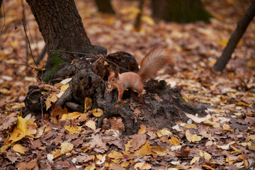 Autumn squirrel sits on a branch. Wild animal. Autumn forest. A squirrel sits in an autumn park and eats a nut. Sciurus. Rodent. Beautiful red squirrel in the park