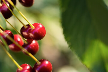 Detail of ripe red sour cherries on tree