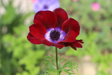 Anemone blooms in a clearing in a city park.