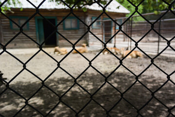 Mesh aviary in the zoo. In the background, in a strong defocus, animals and buildings