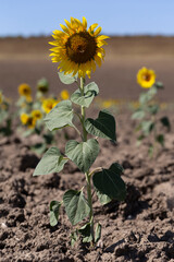 Rare shoots during a drought. Bad harvest. Sunflower Flower Blossom.