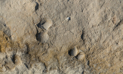 A stone from sedimentary rock with fossil Mollusks. Cockle (bivalve)  in the family Cardiidae.
