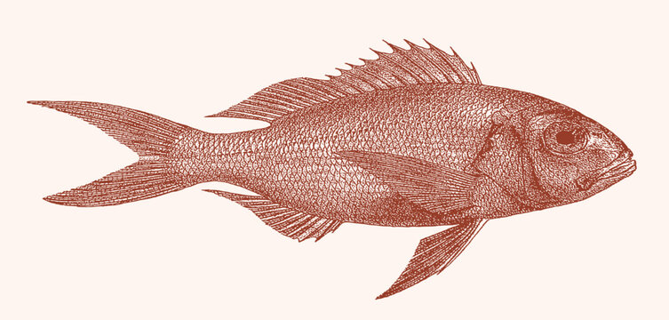 Goldbanded jobfish pristipomoides multidens, tropical marine fish in side view