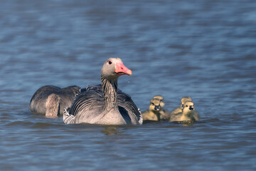 Mother goose defending the family ( Anser anser) - Grauwe Gans, Greylag Goose