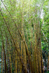 Bamboo tree landscape in rainforest, Malaysia - 545491206