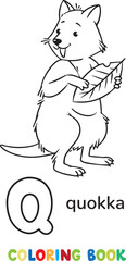 Quokka. Animals ABC coloring book for kids