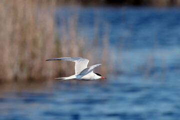 Common Tern Sterna hirundo in flight