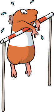 witziges Meerschweinchen h&auml;ngt unsportlich nach dem Hochsprung an der Latte