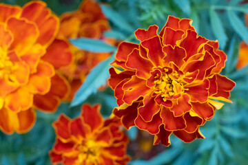 Marigold Red Brocade flower. Mass of red and yellow flowers
