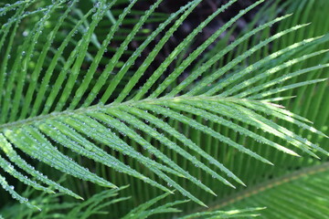 Fototapeta na wymiar Sago palm leaf in raindrops, close-up