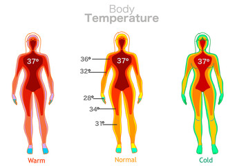 Body temperature. Warm, normal cold. Transition green to red. Human core falling from high temperature towards the limbs. 37 degrees celsius. Thermal camera. Woman thermographic illustration vector - obrazy, fototapety, plakaty