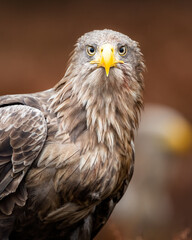 portrait of the white tailed eagle in the bog