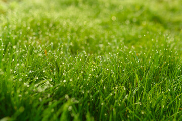 Fototapeta na wymiar Green grass on the lawn with dew drops.