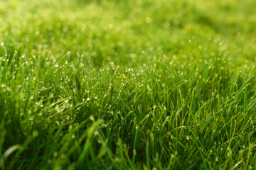 Green grass on the lawn with dew drops.