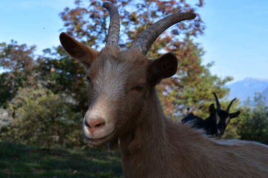 Portrait einer Ziege