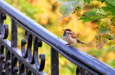 House sparrow on a decorative fence in natural environment. Passer domesticus.