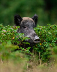 Wild boar in bushes at summer scenery