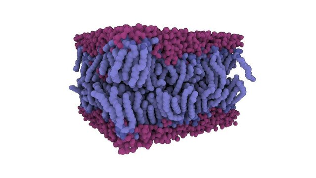 A cross-section through a biological membrane (lipid bilayer, phospholipid bilayer). Such membranes form barrier around all cells and are used in nanotechnology to generate liposomes for drug delivery