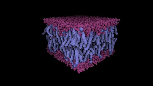 A cross-section through a biological membrane (lipid bilayer, phospholipid bilayer). Such membranes form barrier around all cells and are used in nanotechnology to generate liposomes for drug delivery