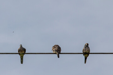 Kutut birds perched on high-voltage power lines with thousands of volts during the day