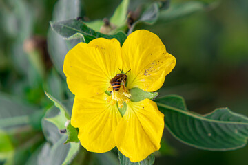 Honey bees forage for nectar and collect pollen at their feet on yellow flowers in bloom