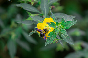 Bee beetles, Bombus vertalis, Hymenoptera, Apidae circle yellow flowers to obtain nectar as their...