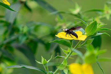 Bee beetles, Bombus vertalis, Hymenoptera, Apidae circle yellow flowers to obtain nectar as their...