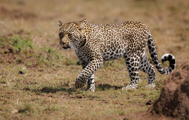 Fototapeta na wymiar A leopard in Africa 