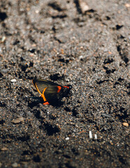 Fire butterfly