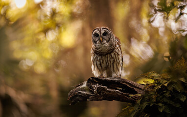 Barred owl in southern Florida