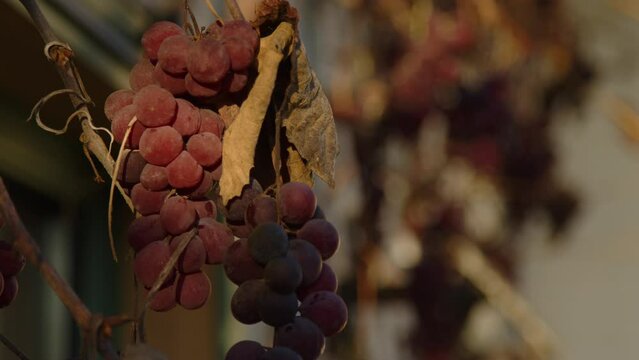 red grapes on grapevine in late autumn in sunlight