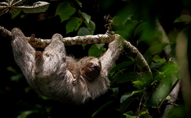 A sloth in Costa Rica  - obrazy, fototapety, plakaty