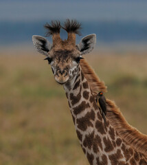 Oxpecker on a giraffe in Africa 