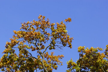 Top of an oak tree with leaves in fall colors and a blue sky in the background. Autumn, Sunny, October, Netherlands.                       