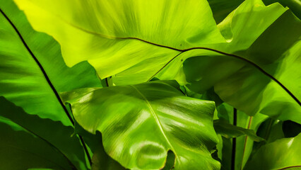 large green leaves of plant
