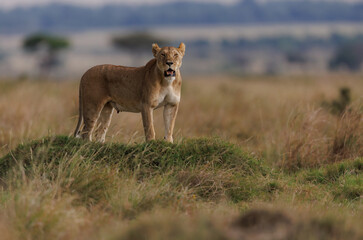 Fototapeta premium Lioness hunting in Africa 