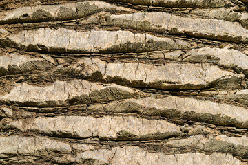 The texture of the bark of a palm tree as a design element. Tree bark used as a decorative background
