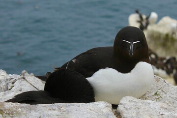 Tordalk auf den Farne-Inseln vor der Küste Northumberlands
