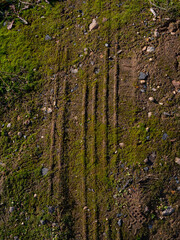 Close-up of a car tire print on moss. The background of sand with moss on top of which sees a rally of an automobile wheel. The concept of a wheel trail on the moss.