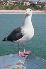 Seagull on the San Clemente Pier in Orange County, California, USA